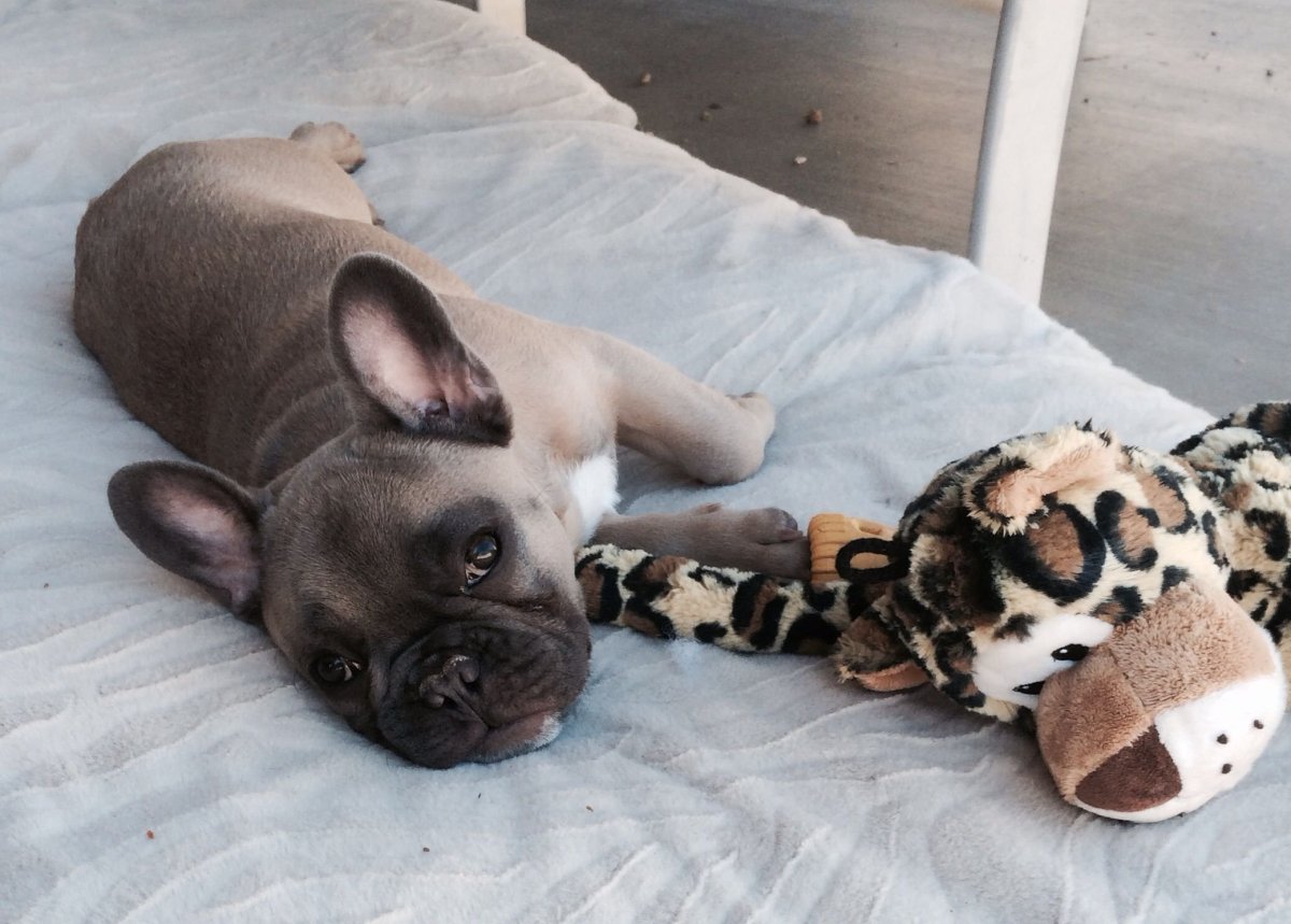 Щенки МОПСА И французского бульдога