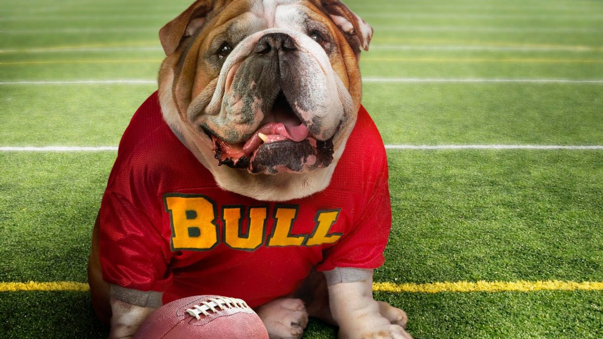 Американский бульдог злой