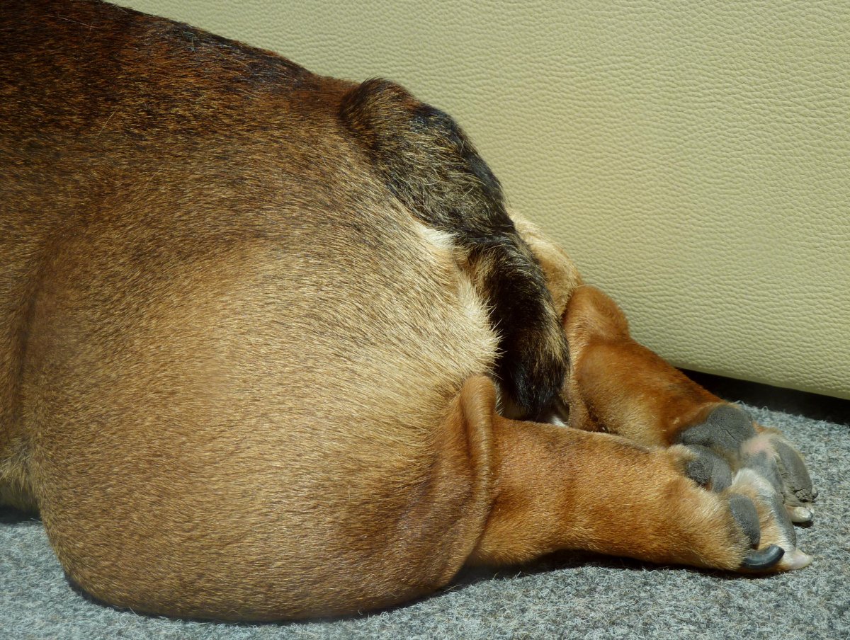 Французский бульдог