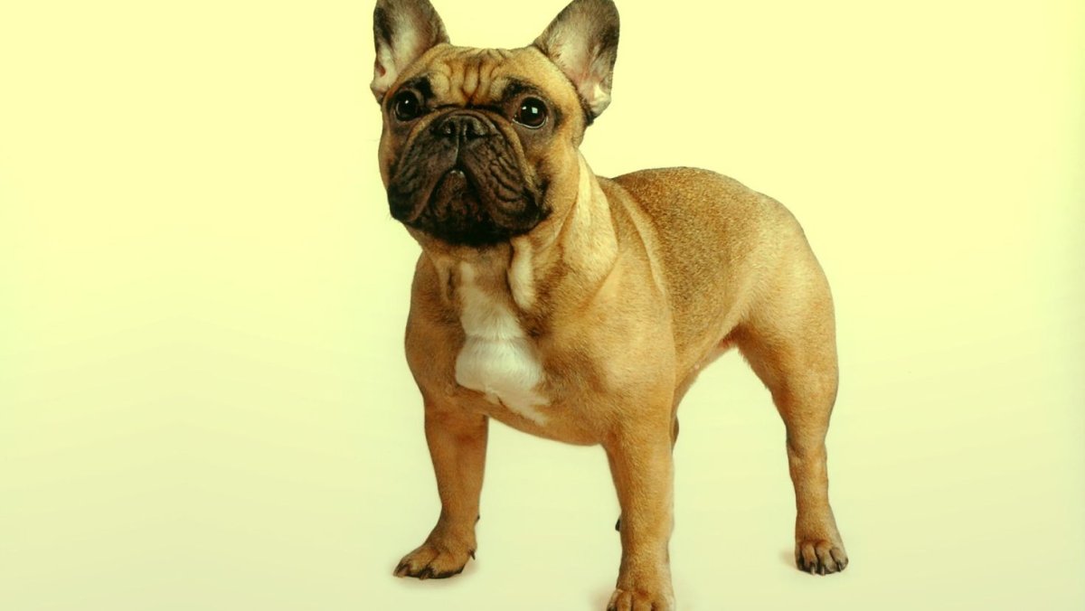 Французский бульдог некупированный