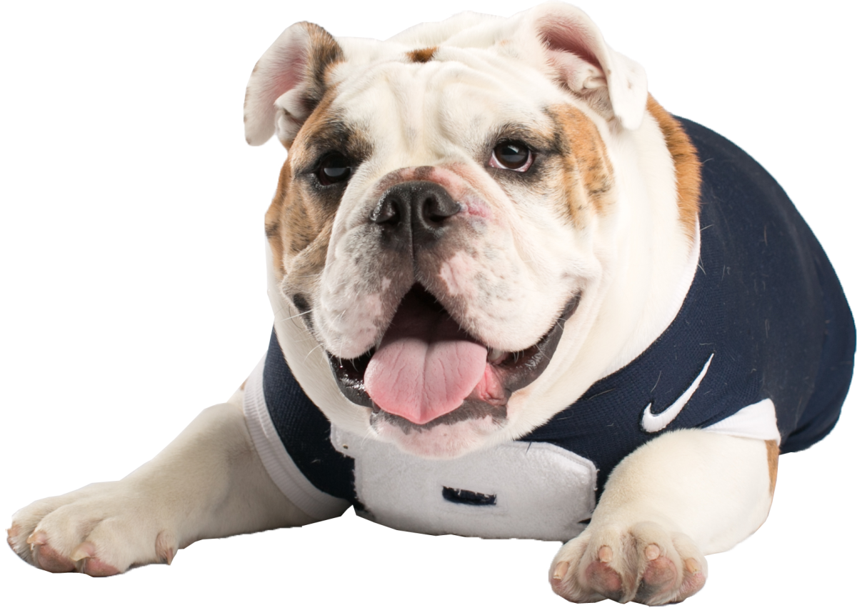 Английский бульдог