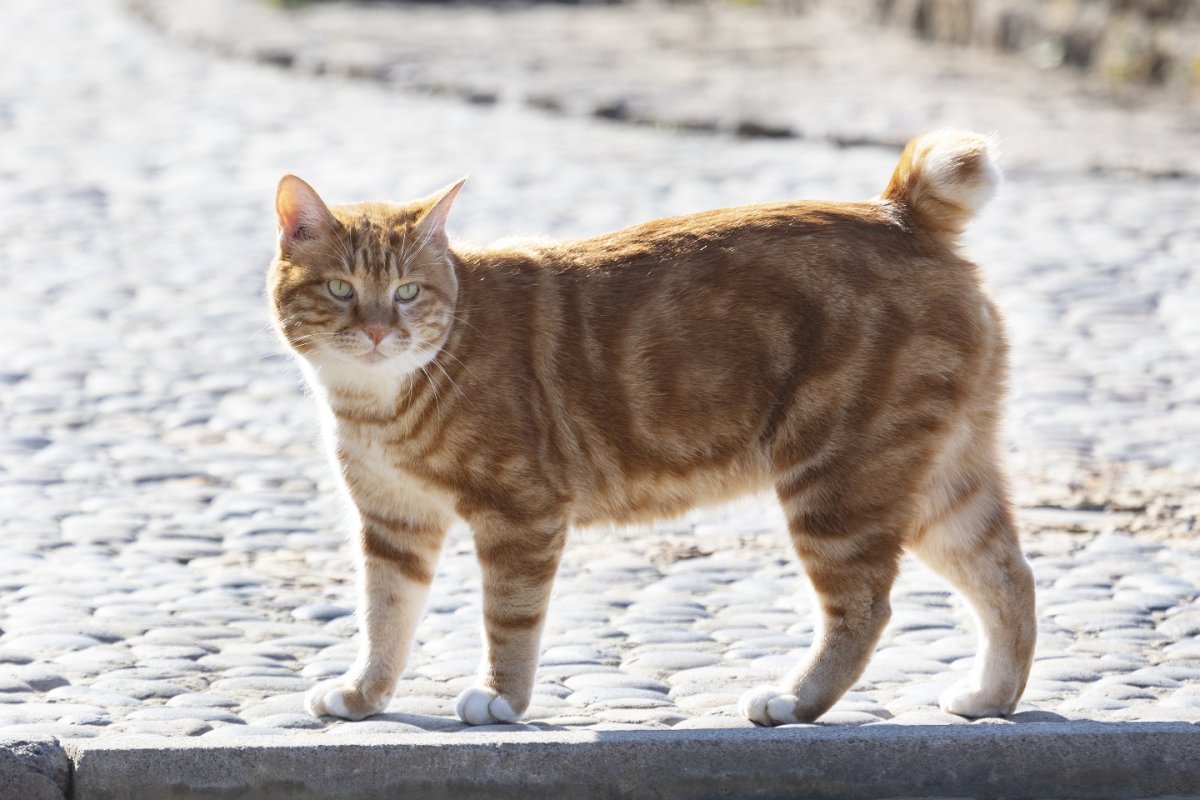 Курильский бобтейл кот черно белый