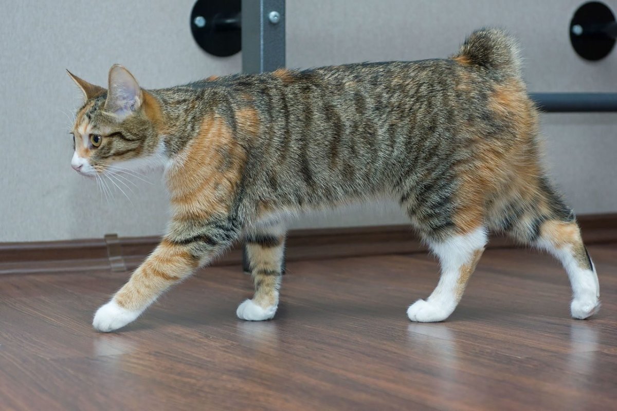 Японский Курильский бобтейл