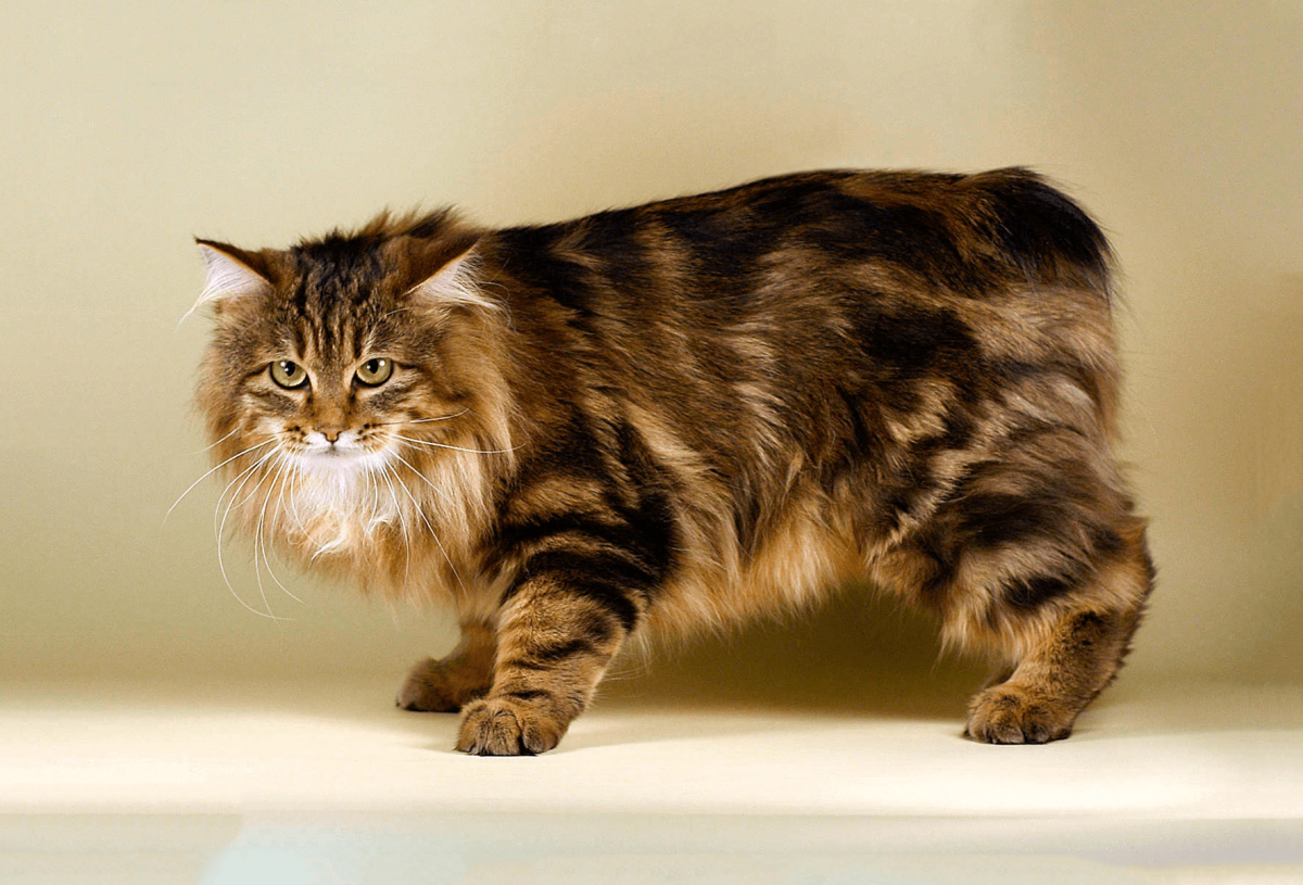 Амурский бобтейл