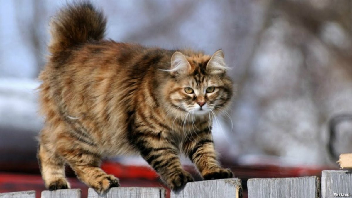 Курильский бобтейл