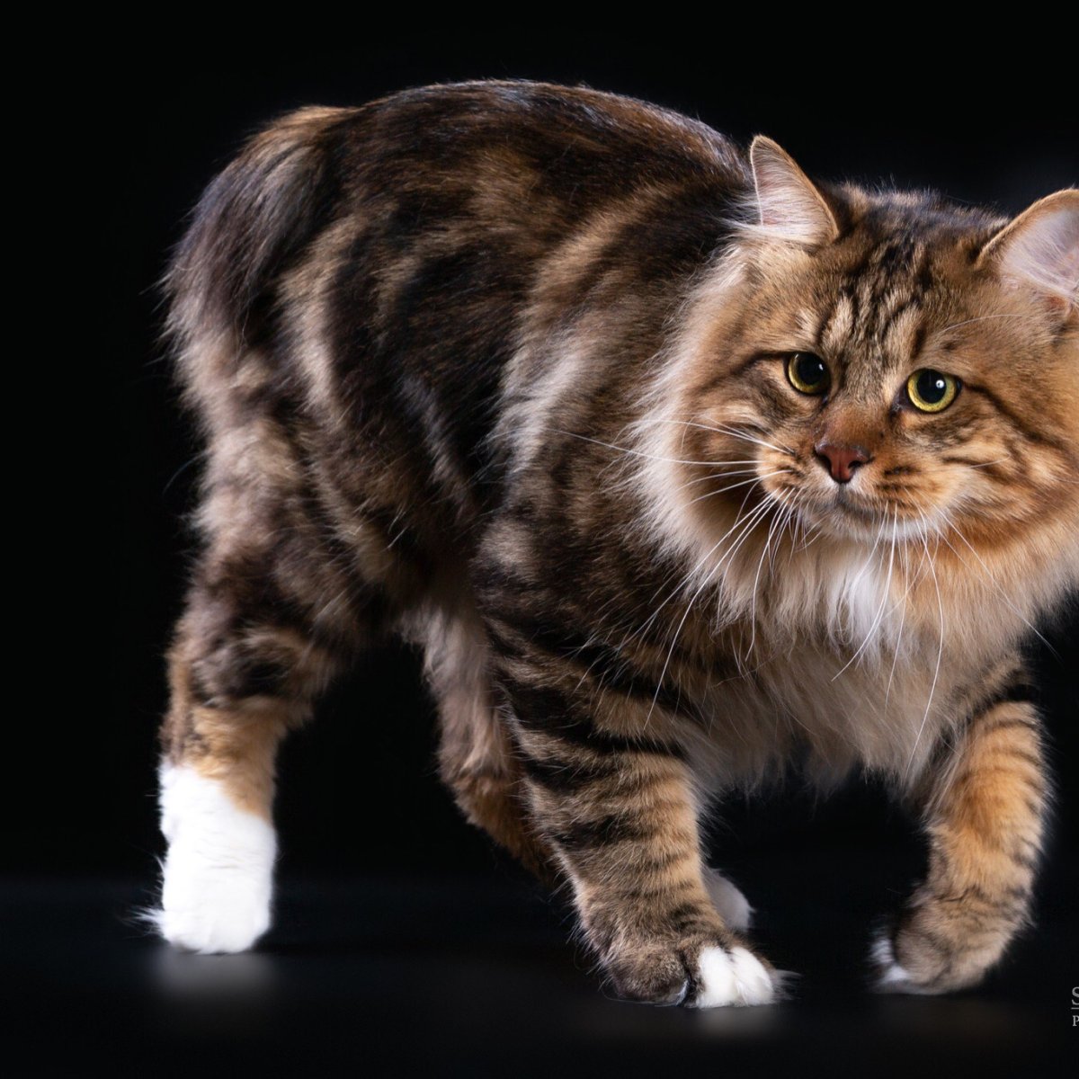 Американский бобтейл короткошёрстный