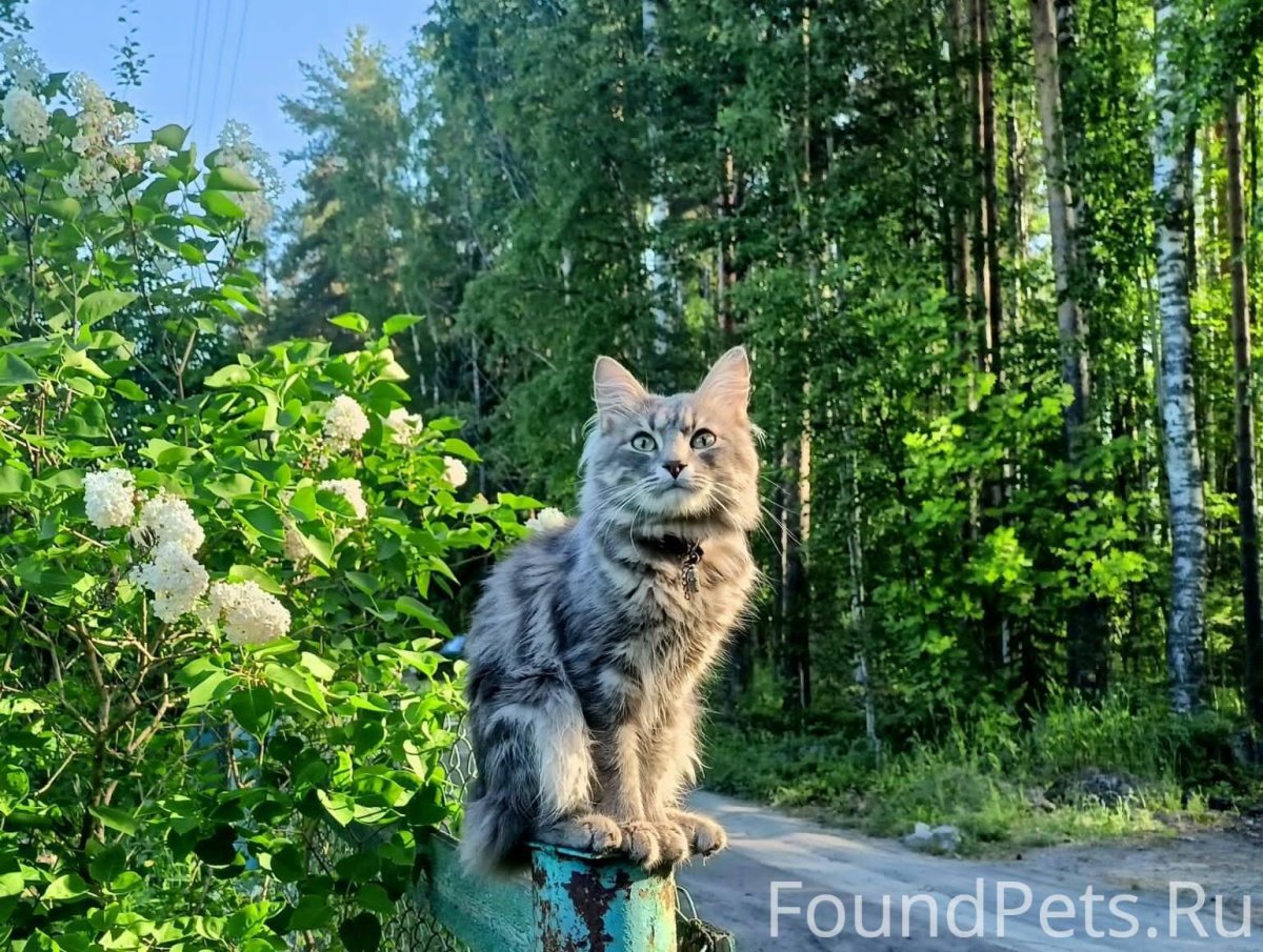 Курильский бобтейл питомник