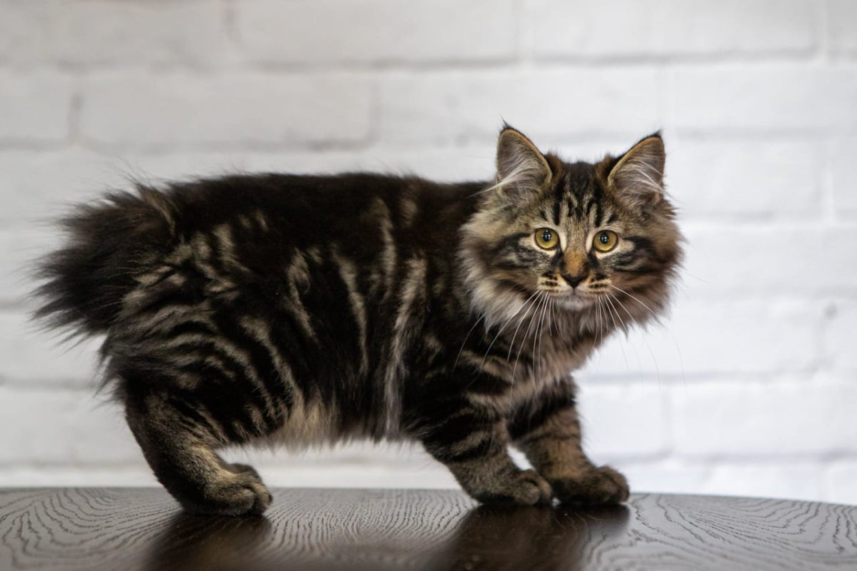 Курильский бобтейл кошка