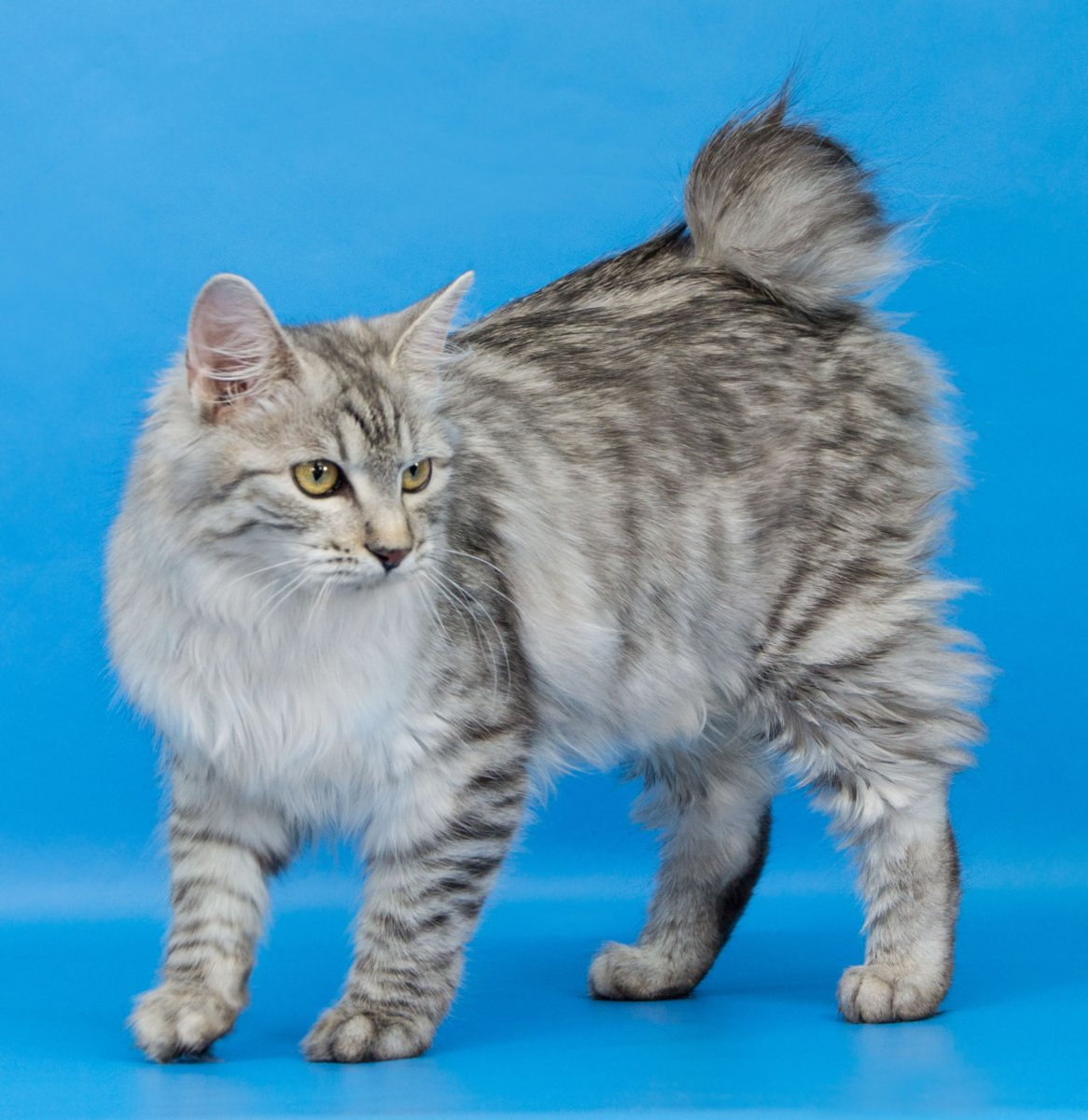 Амурский бобтейл кот