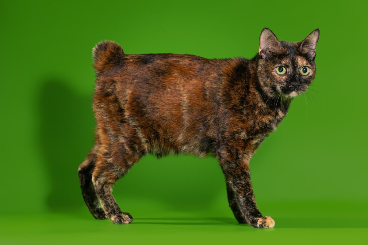 Карельский бобтейл короткошерстный