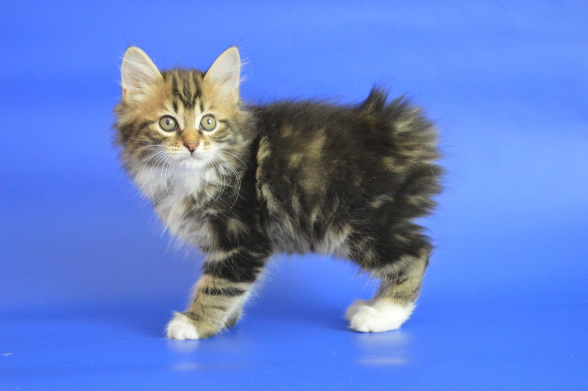 Карельский бобтейл короткошерстный