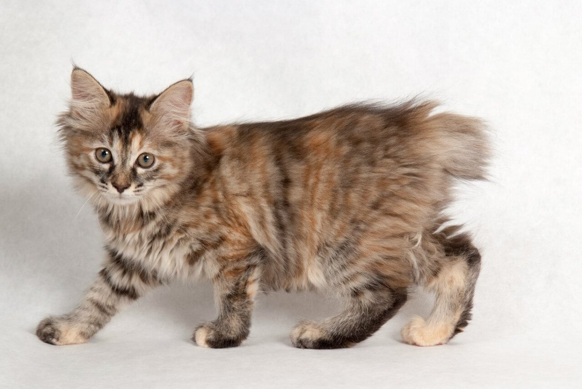 Курильский бобтейл биколор