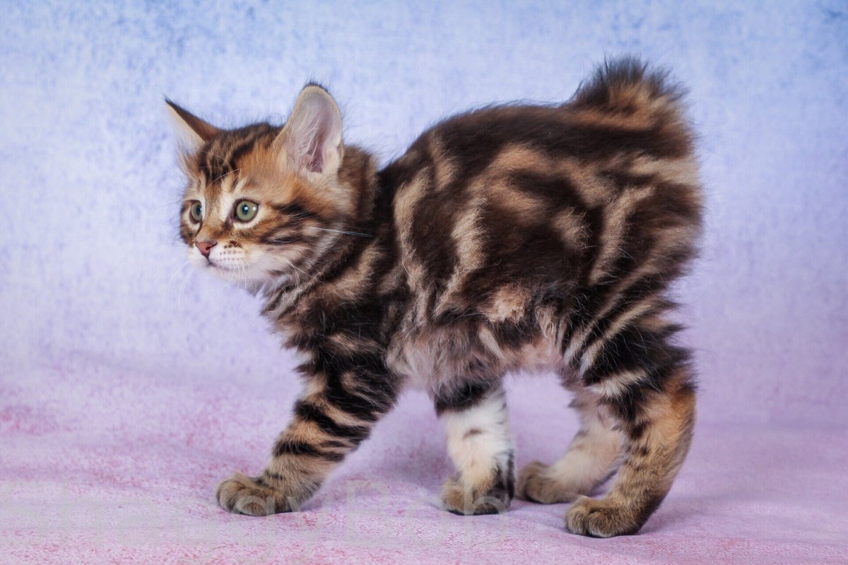 Курильский бобтейл табби