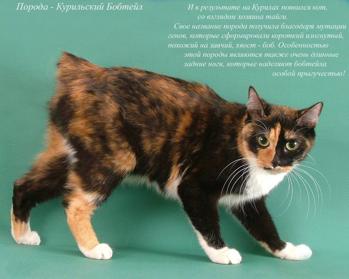 Байкальская Радуга питомник Курильских бобтейлов