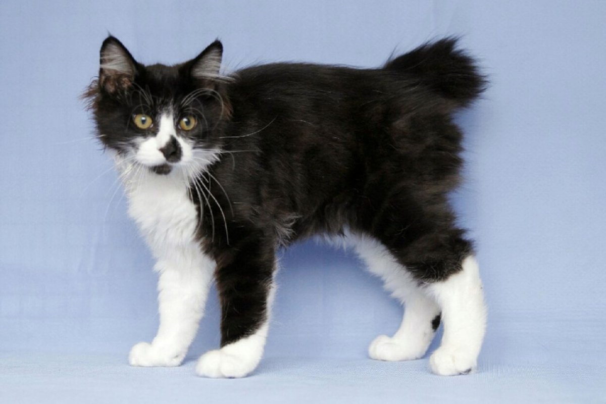 Карельский бобтейл