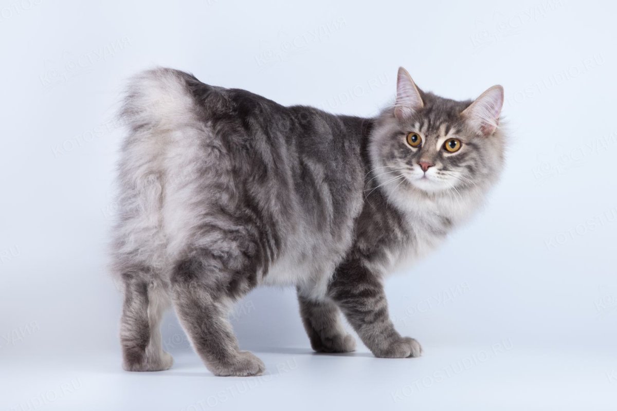 Стрижка курильского бобтейла