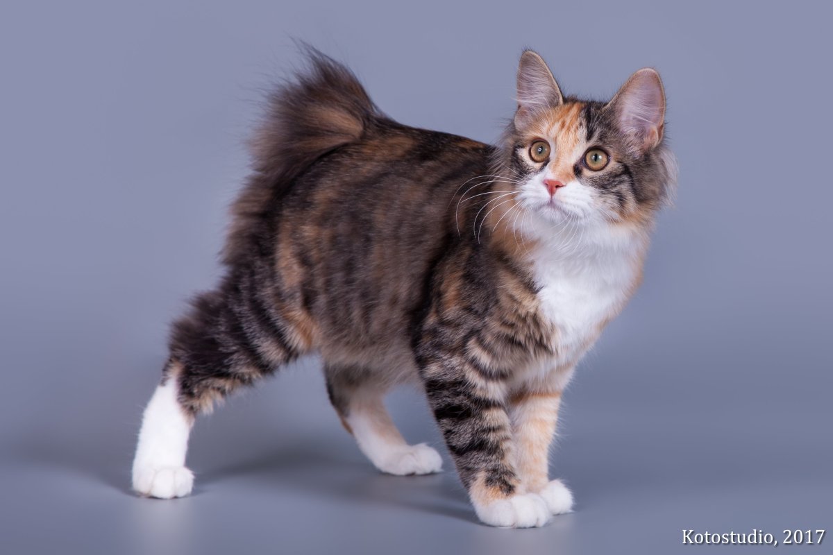 Камчатский бобтейл