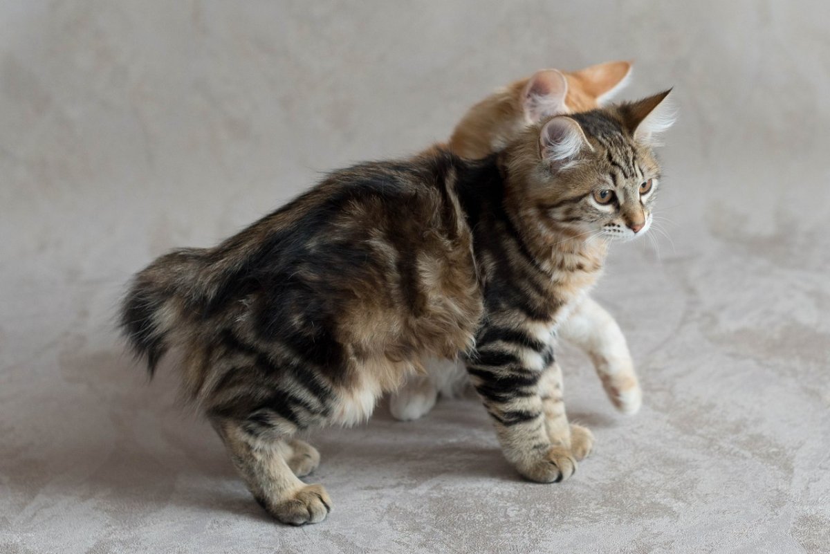 Карельский бобтейл рыжий