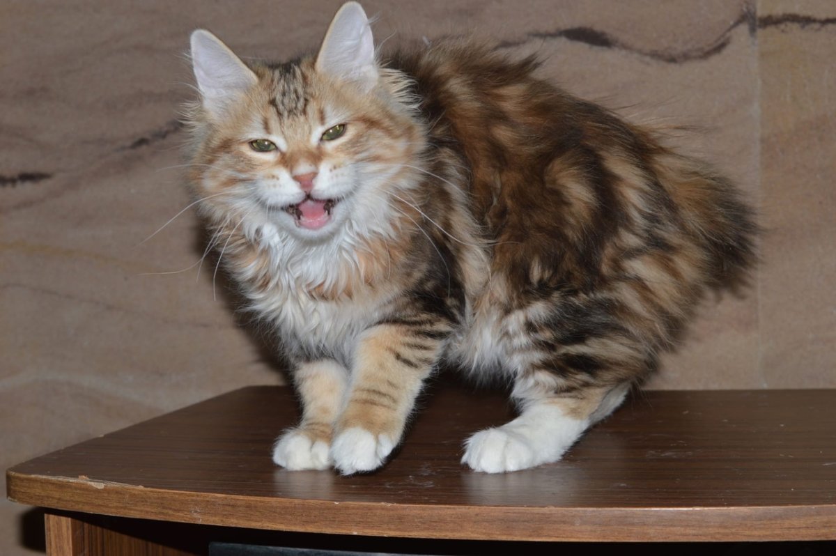 Курильский бобтейл