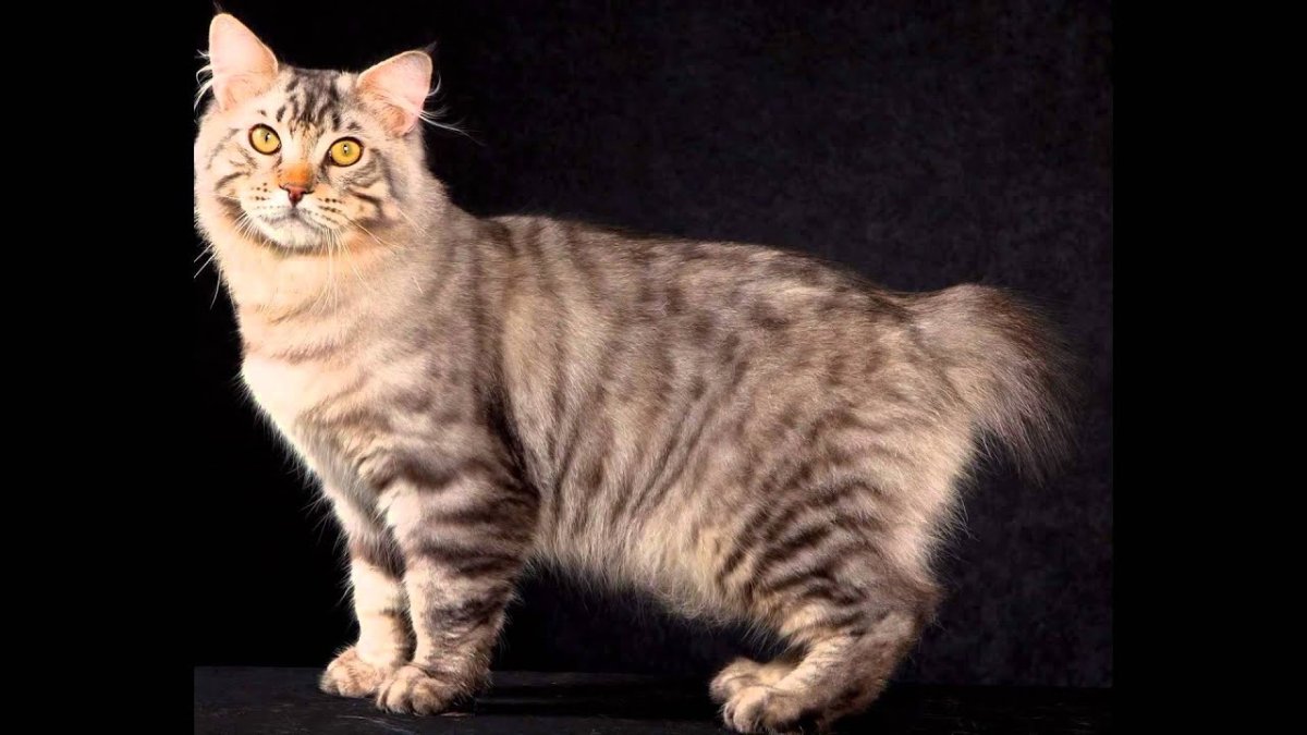 Американский бобтейл длинношёрстный