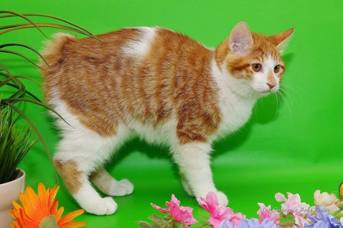 Американский бобтейл длинношёрстный