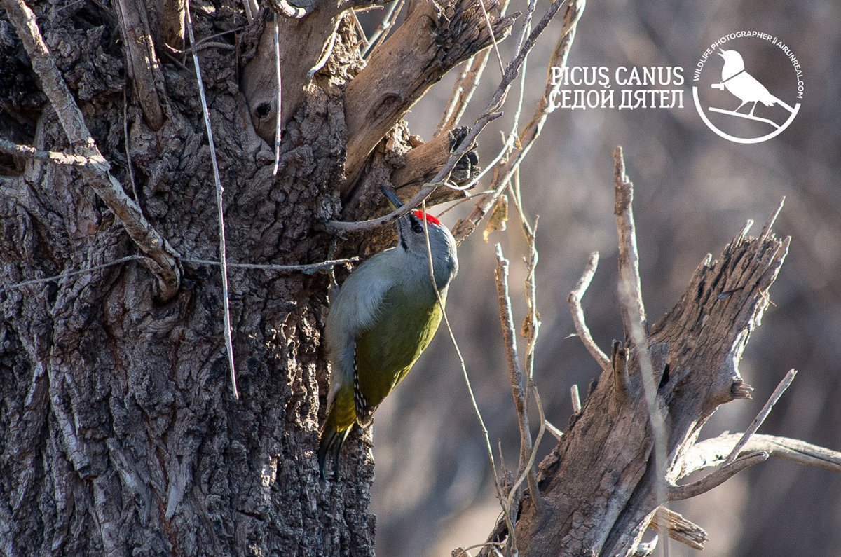 Седой дятел Саратовская область