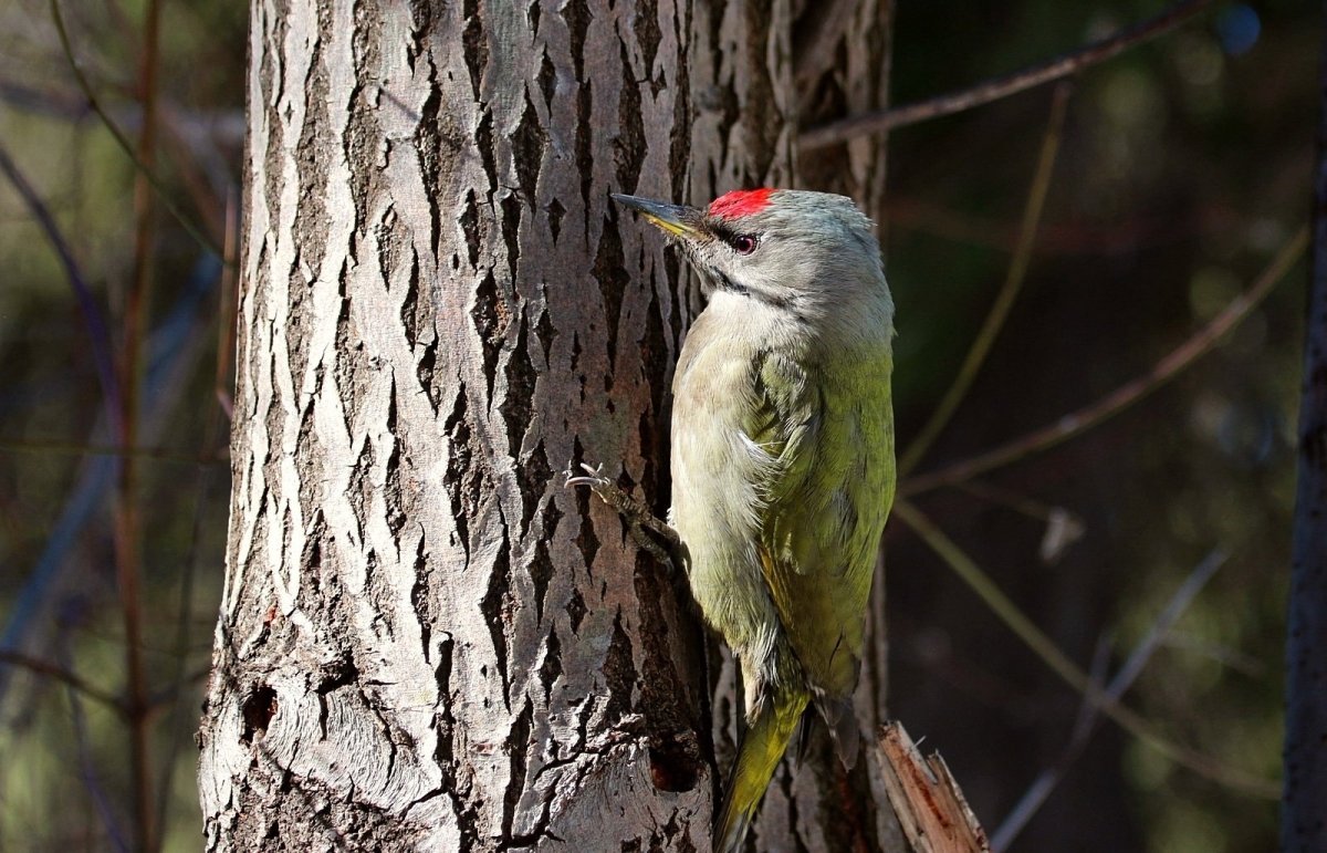 Зелёный дятел с хохолком