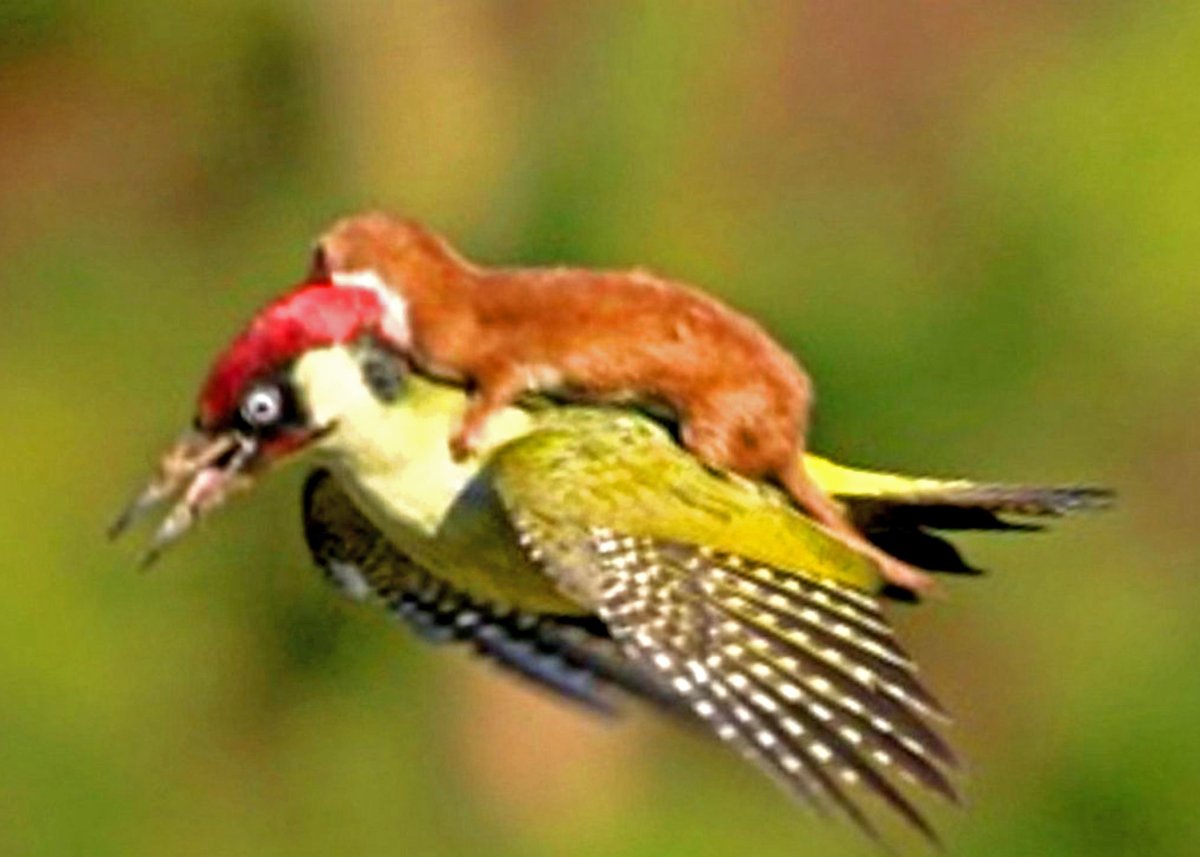 Седой дятел