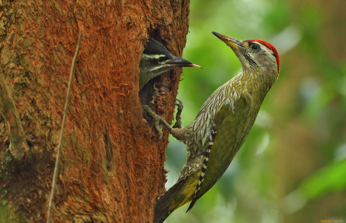 Седой дятел Сибири птицы