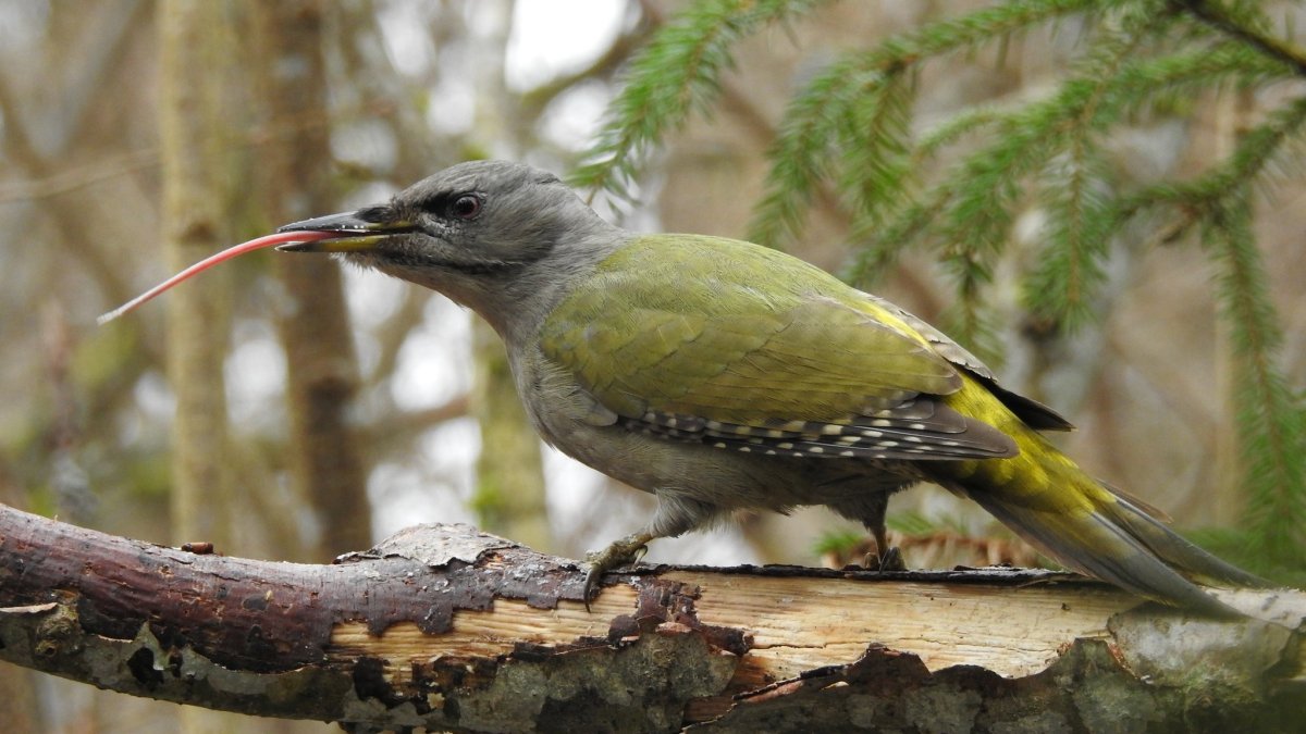 Птицы седой дятел Псков