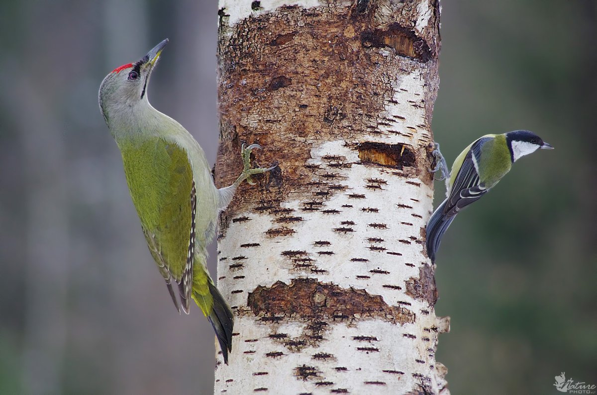 Седой дятел в Лосином острове
