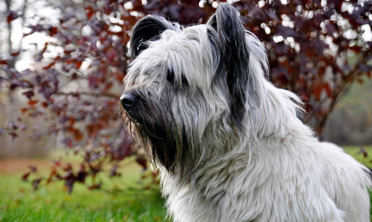 Милые собачки из пинтереста