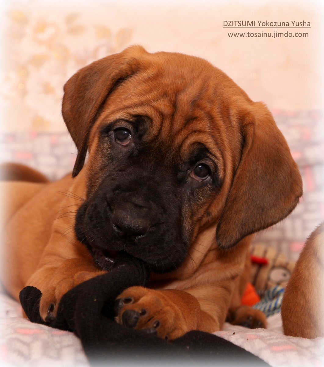 Вест хайленд Блэк терьер