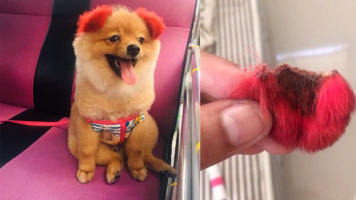 Шпиц с крашеным хвостом