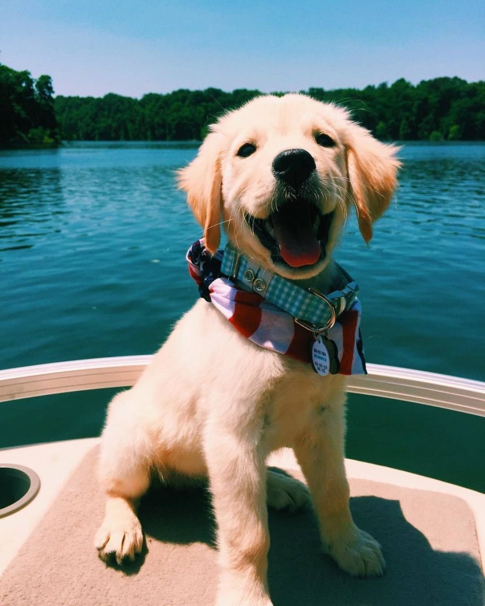 Милые собачки