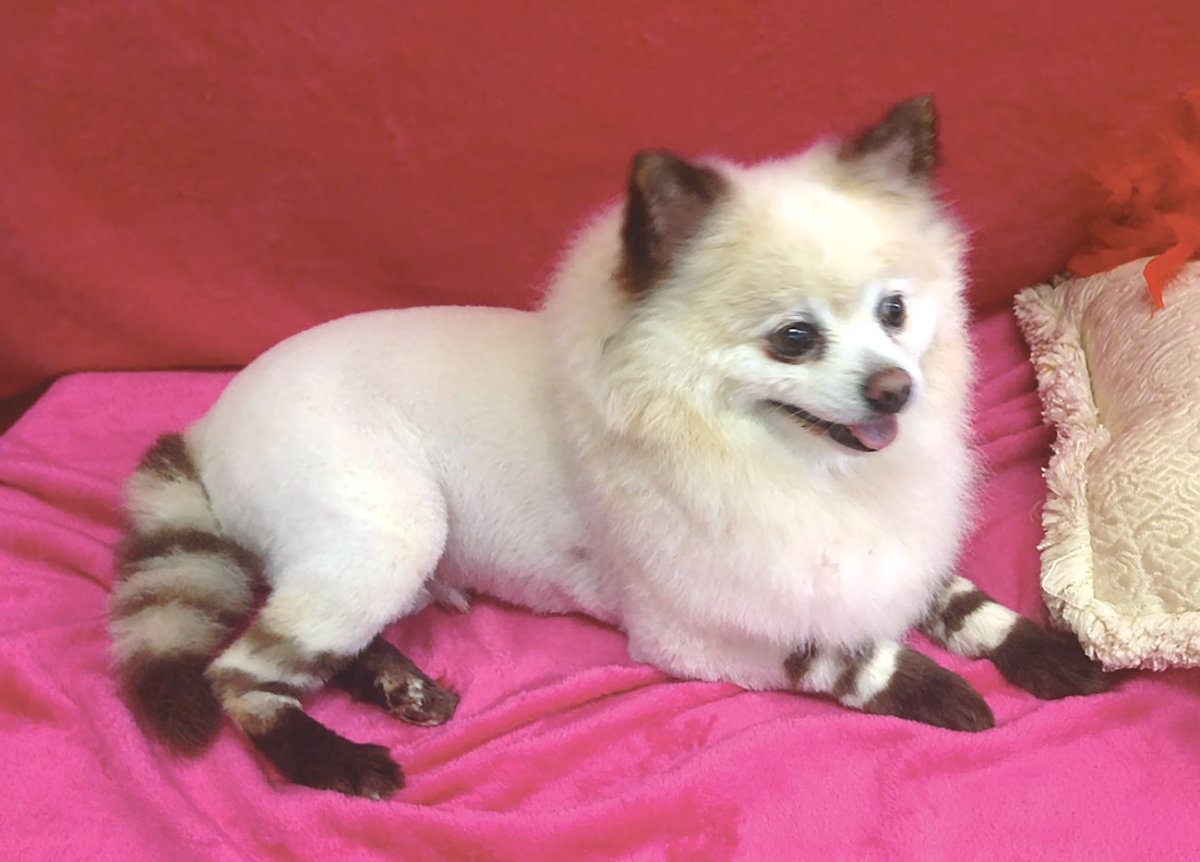 Креативный груминг