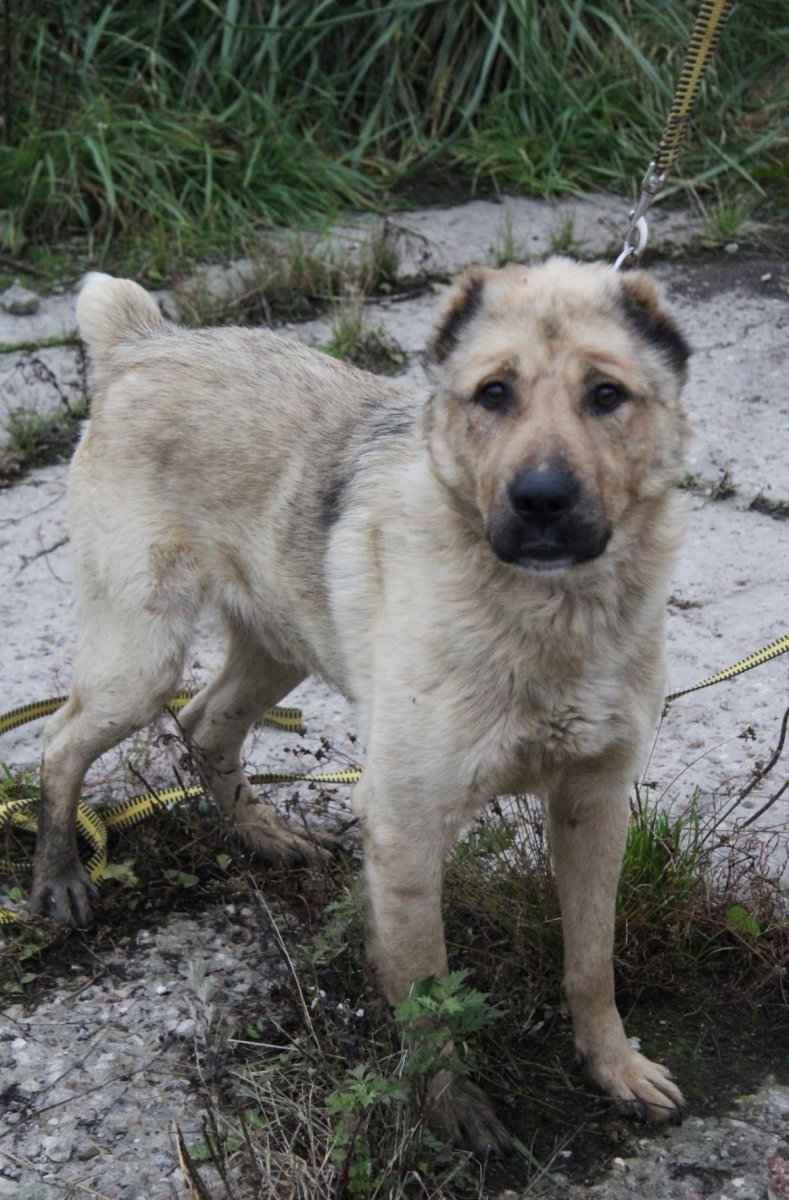 Собака метис алабая