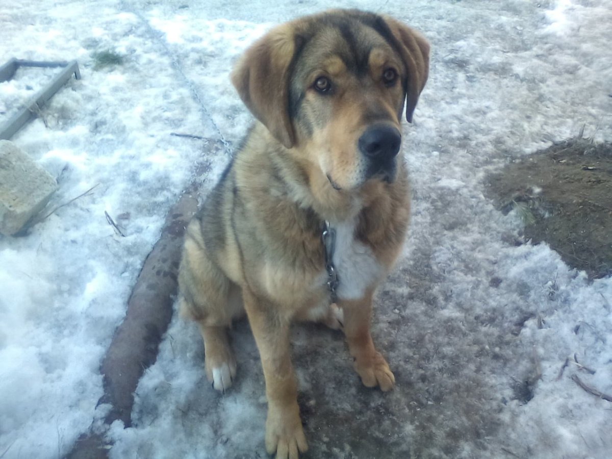 Помесь среднеазиатской овчарки