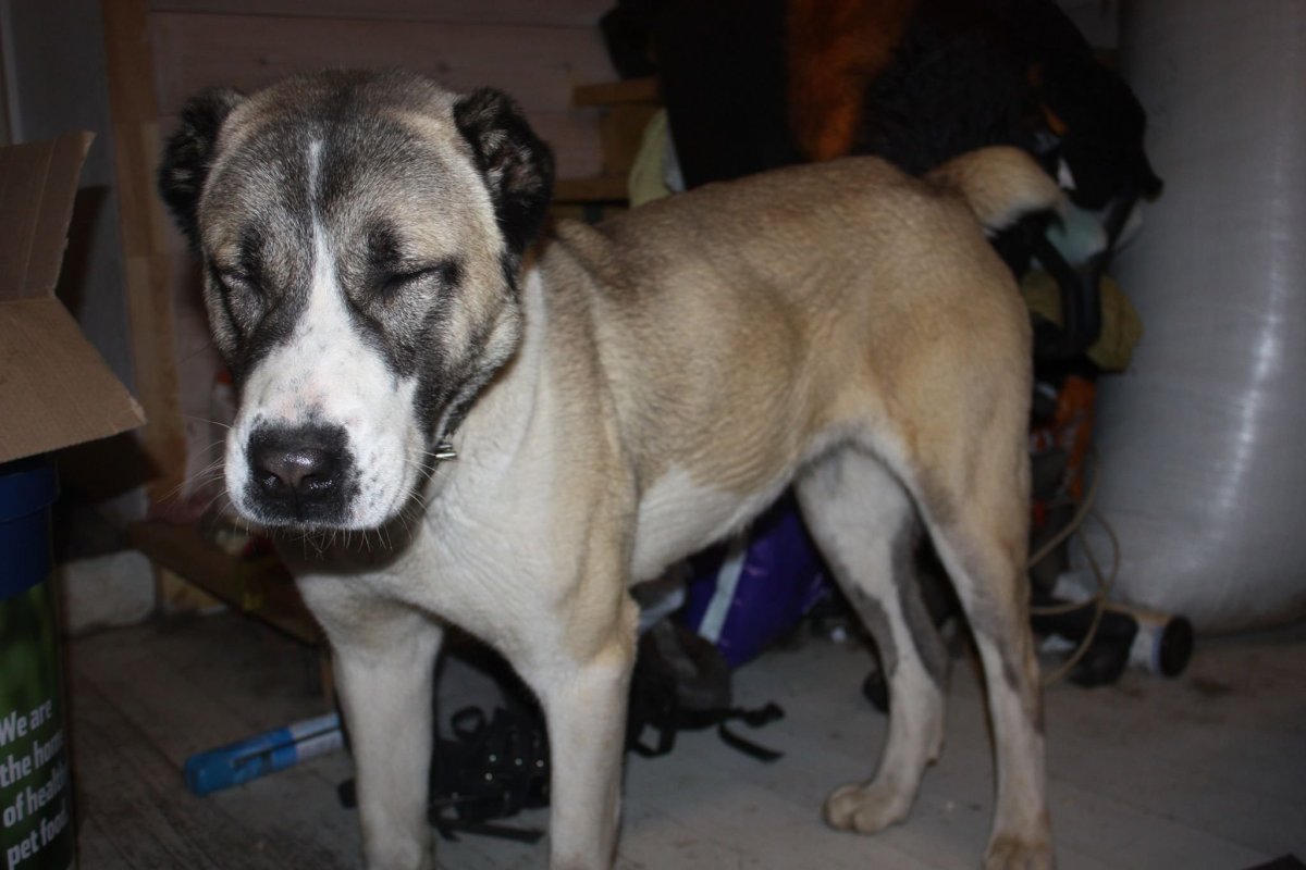 Метис алабая и дворняги