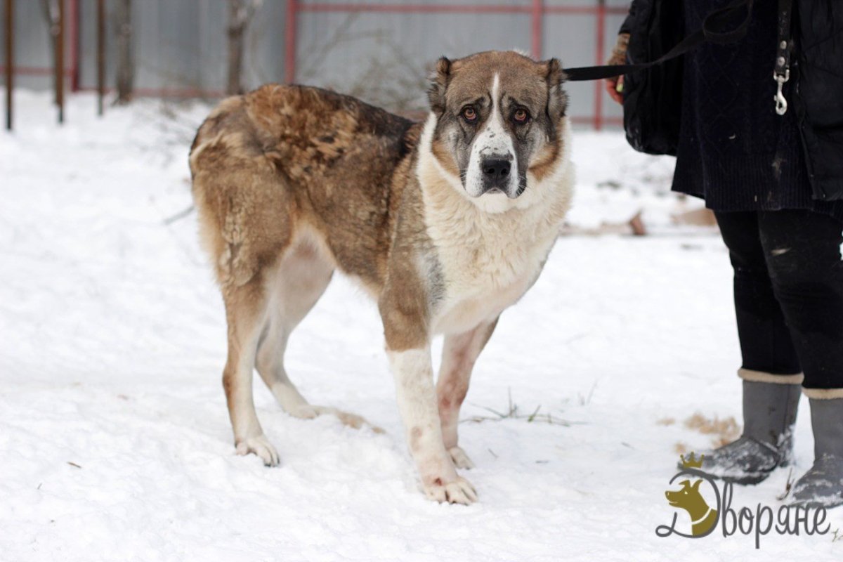 Помесь среднеазиатской овчарки