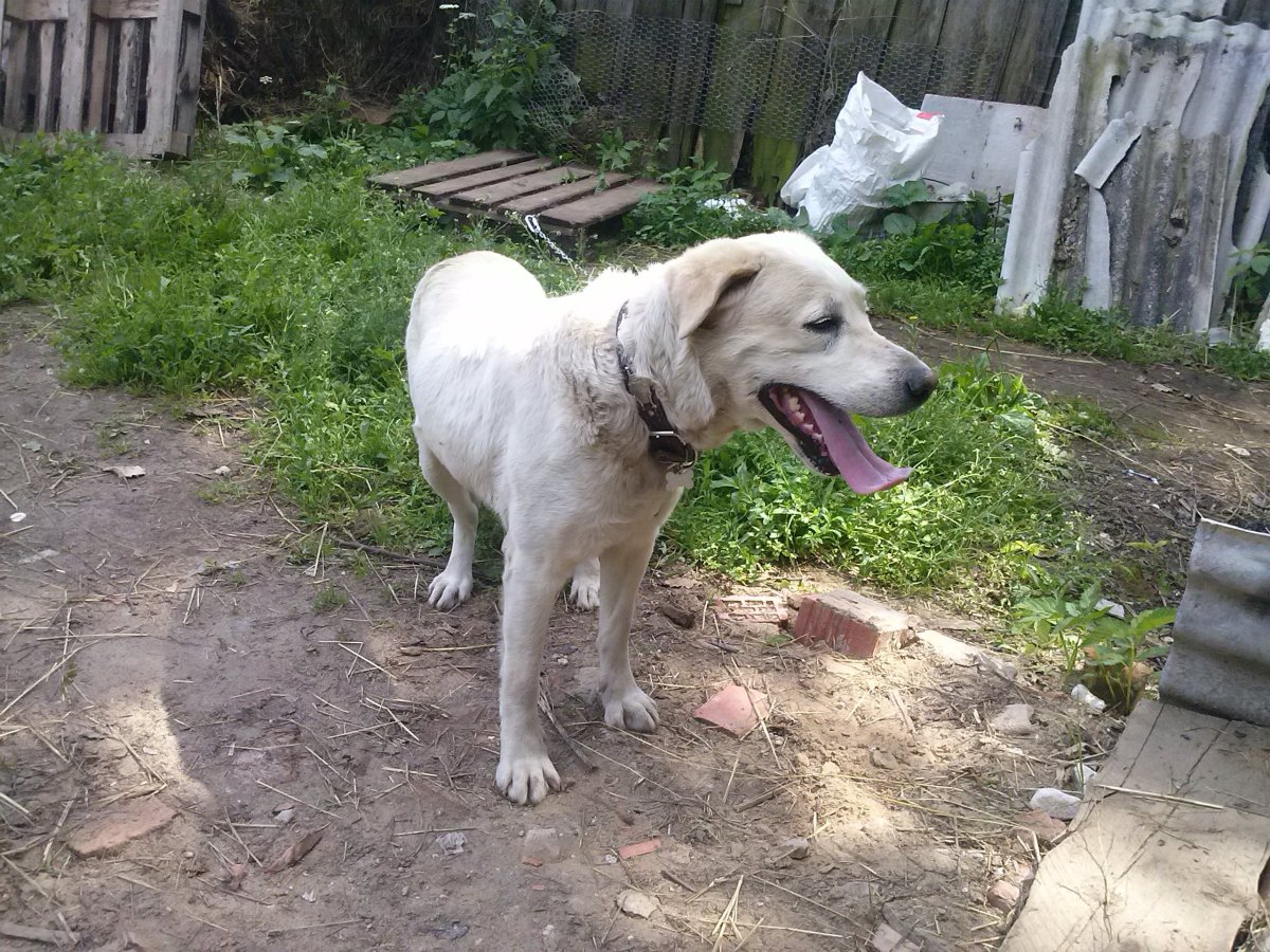 Алабай с лабрадором метис