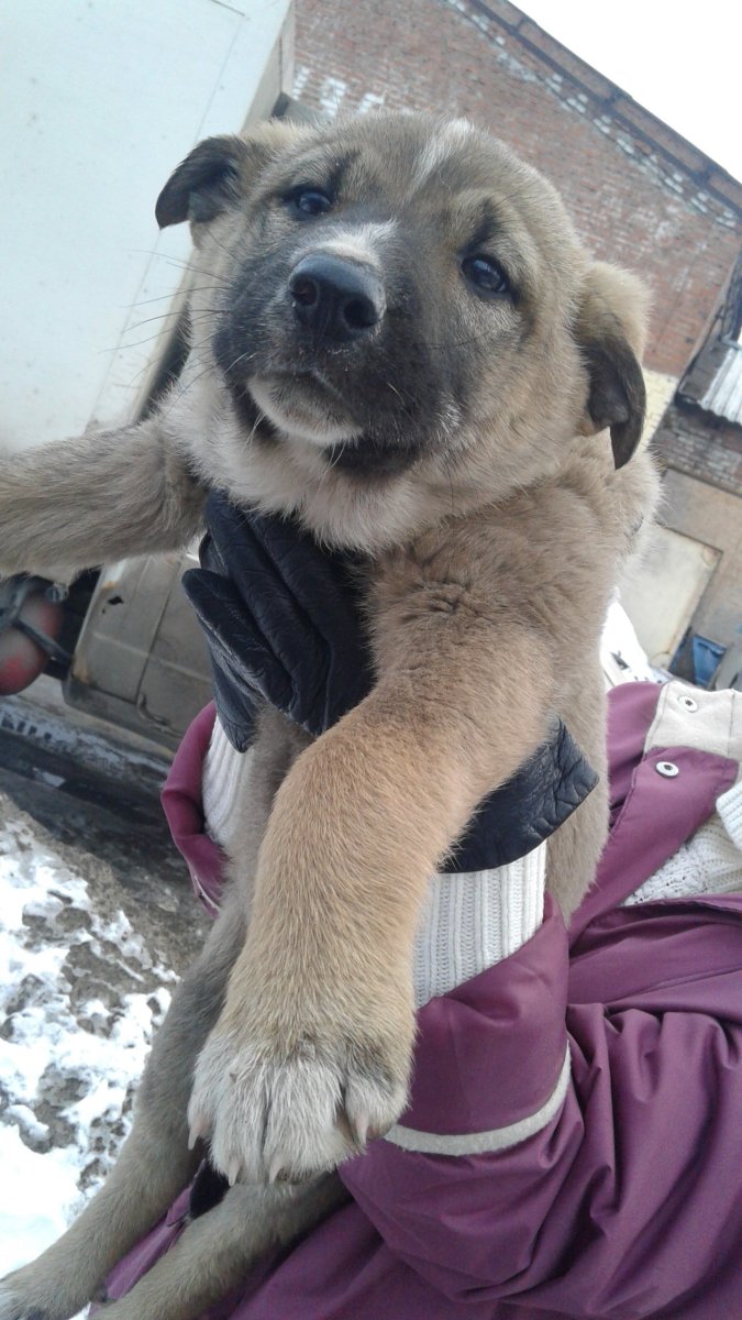 Метис алабая