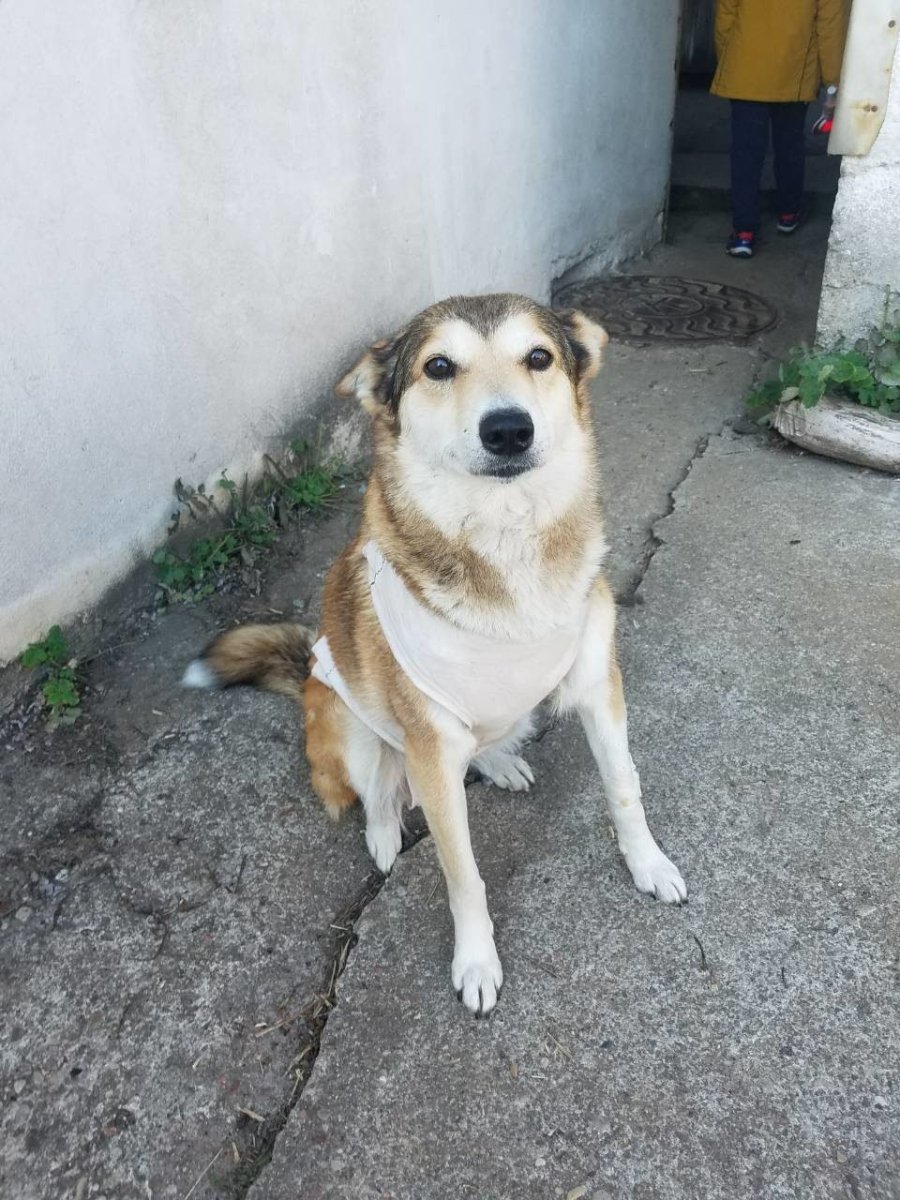 Помесь алабая и лайки