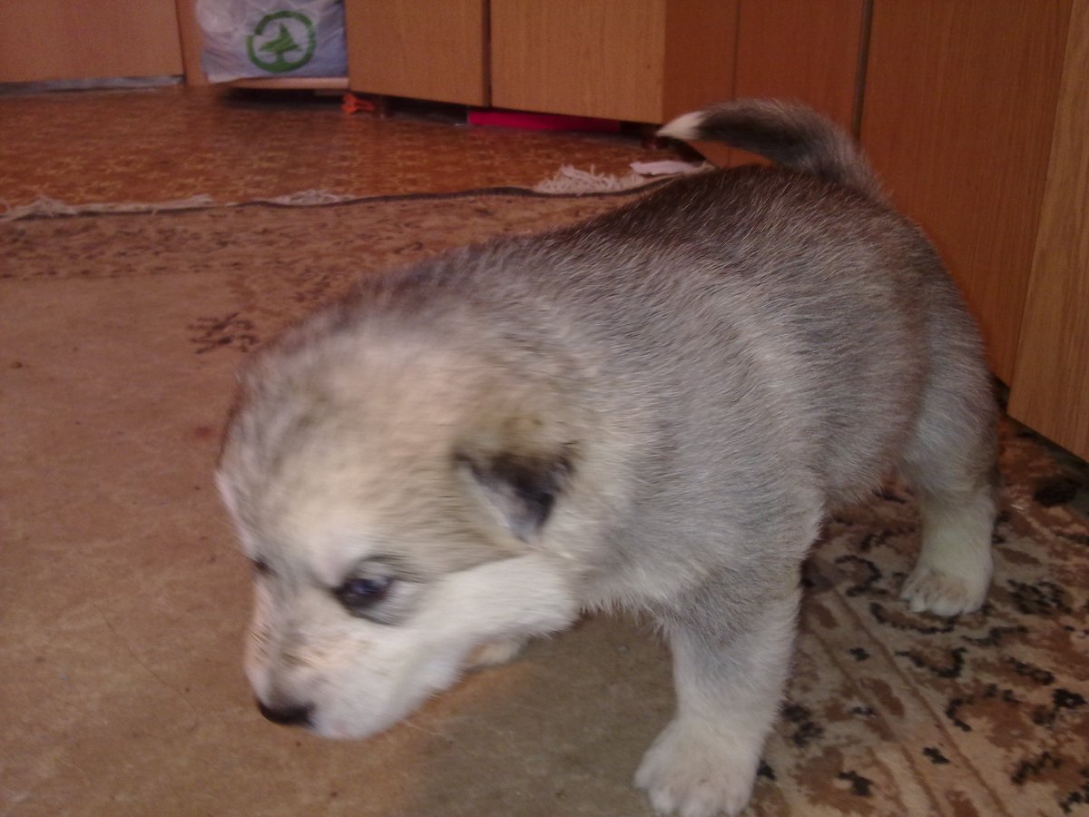 Маламут метис дворняжки