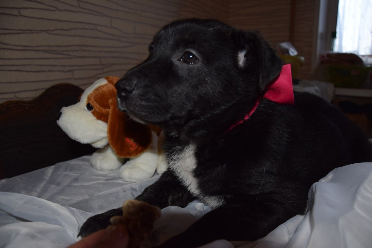 Щенок метис алабая черный