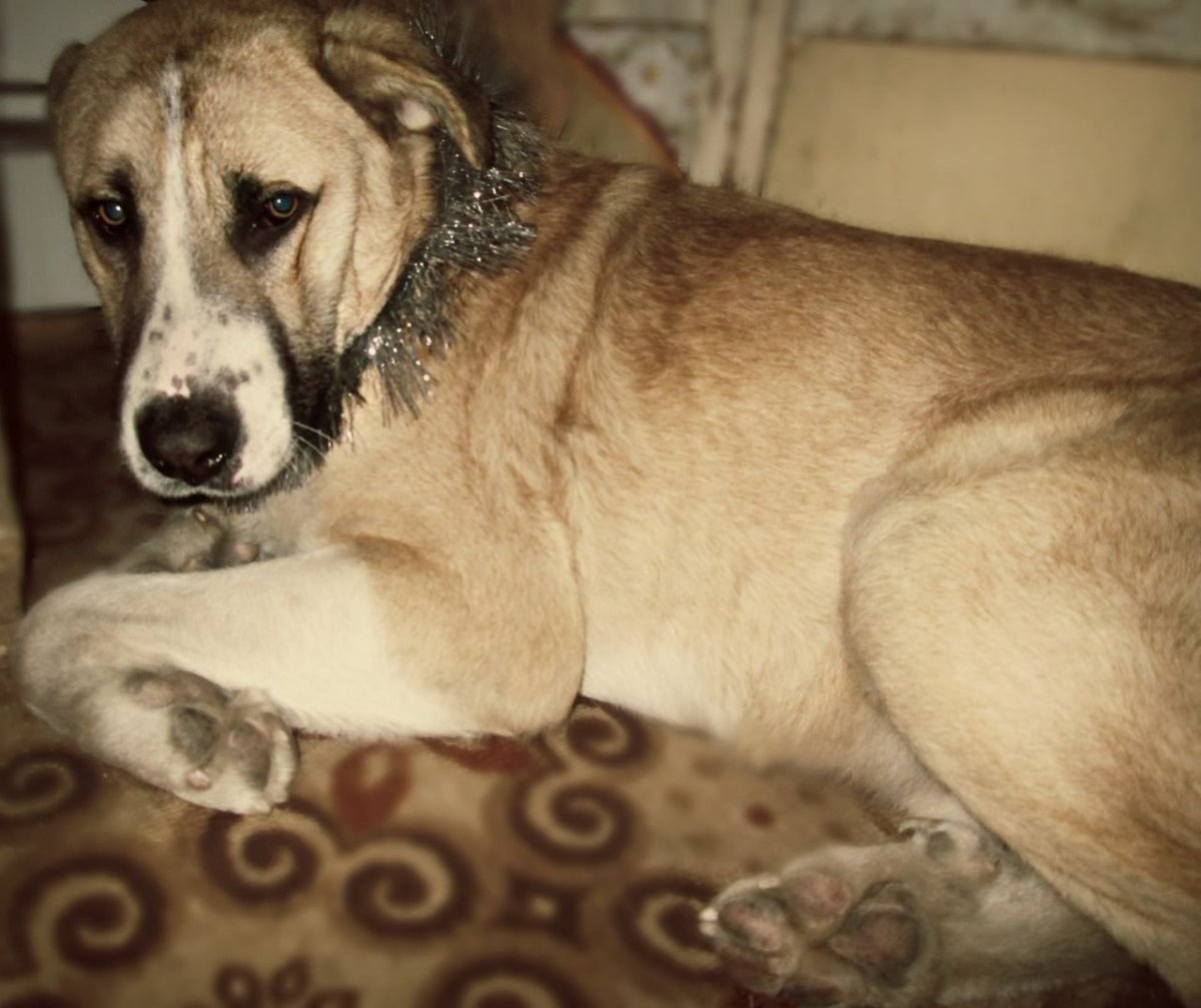 Метис алабая и лайки