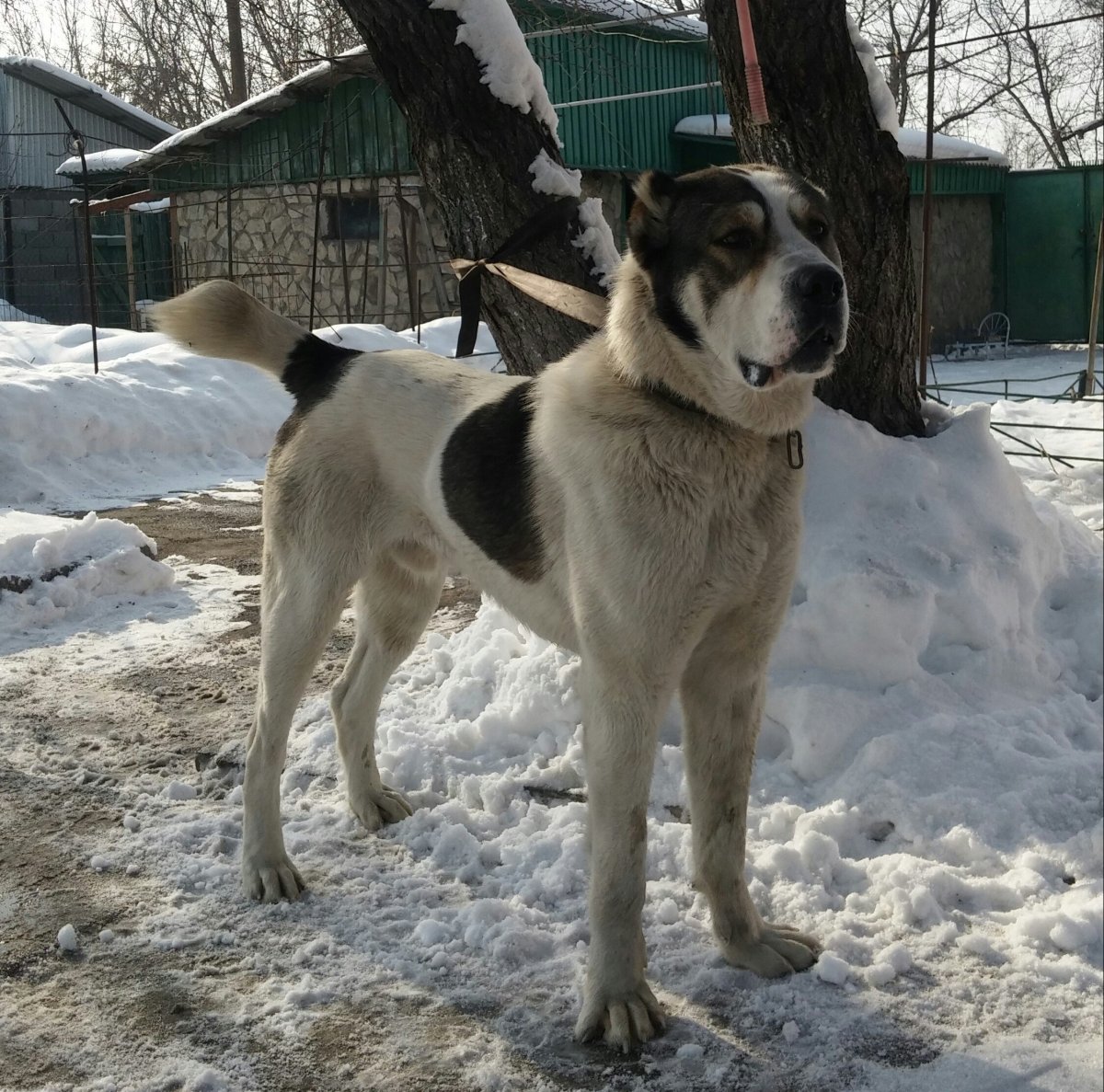 Метис овчарки и алабая