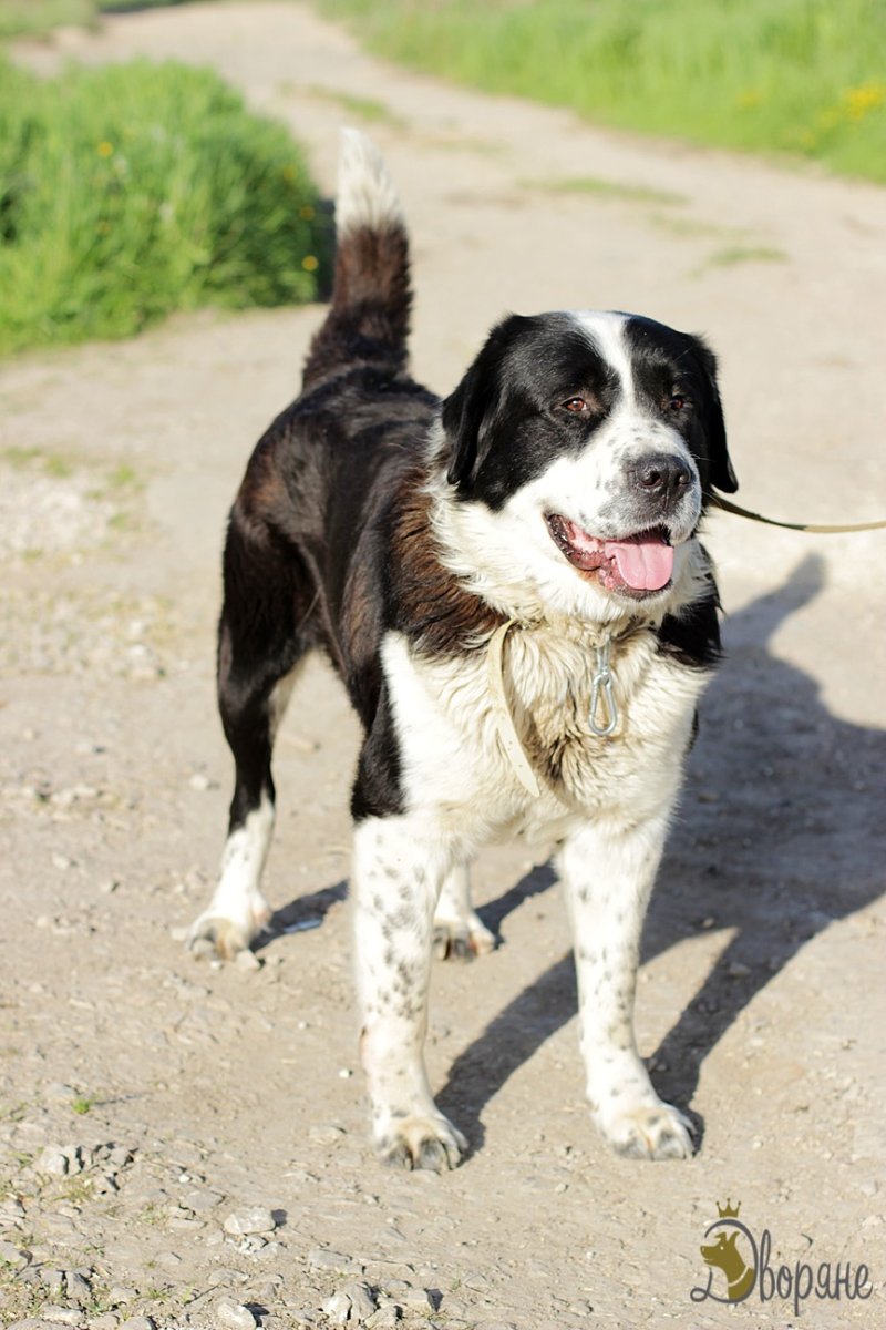 Помесь алабая