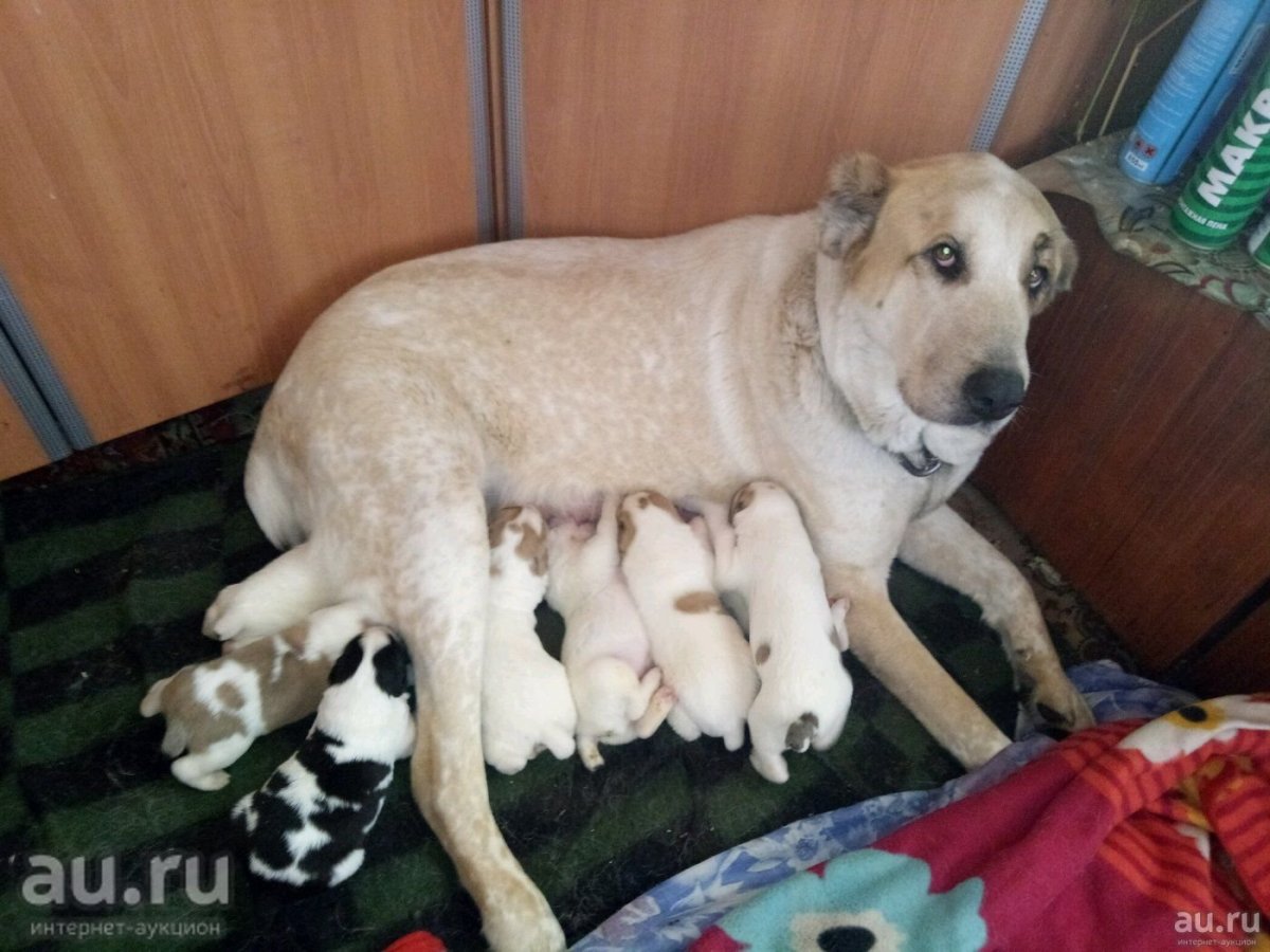 Метис алабая и лабрадора щенок