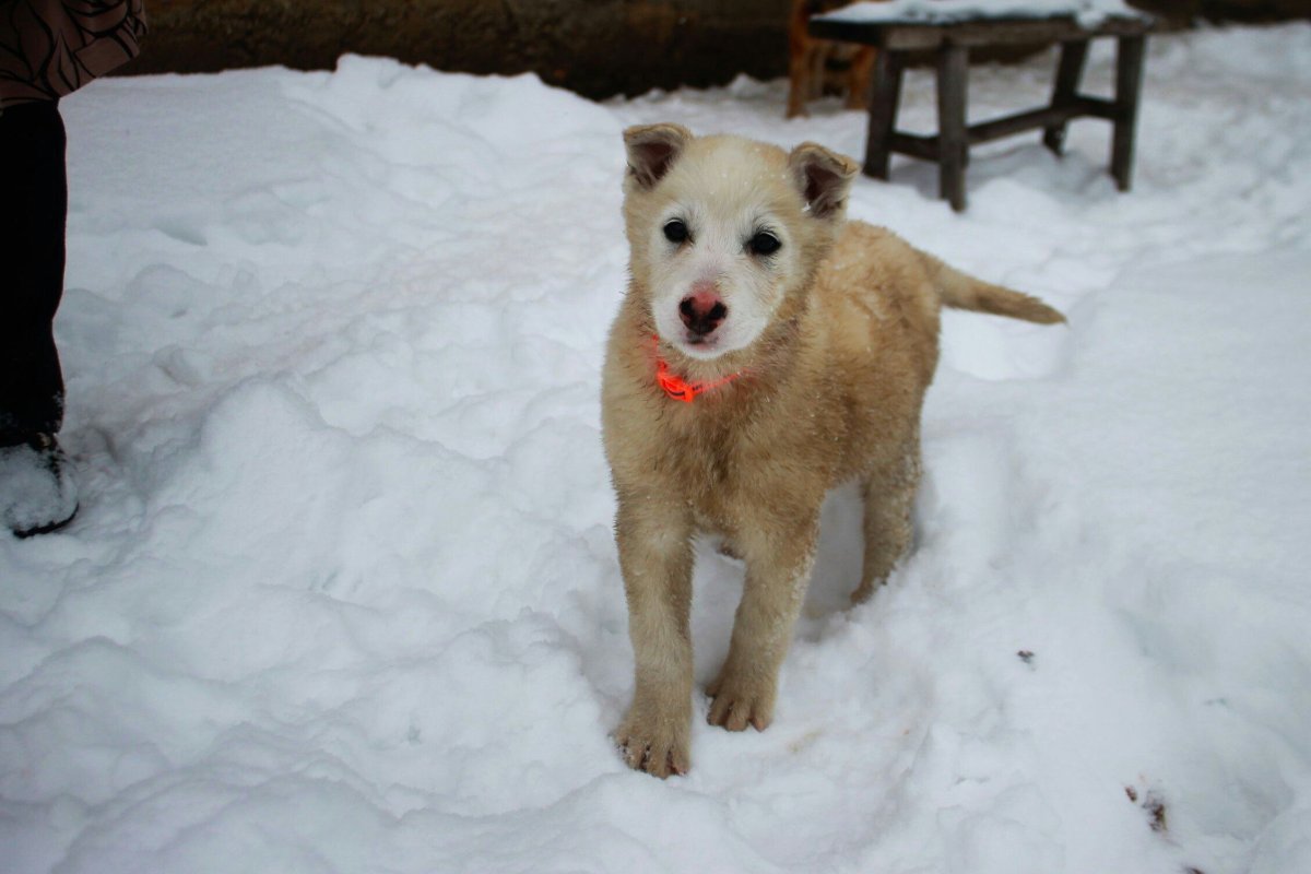 Метис алабая и лайки